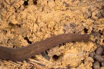 Media type: image;   Invertebrate Zoology 143930